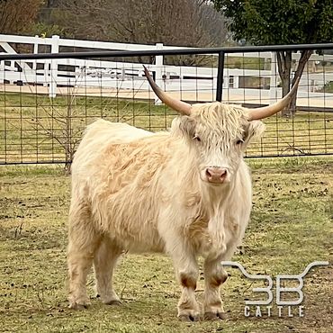 miniature highland cow