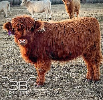 MINIATURE HIGHLAND HEIFER FOR SALE