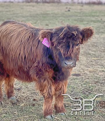 MINIATURE HIGHLAND HEIFER FOR SALE