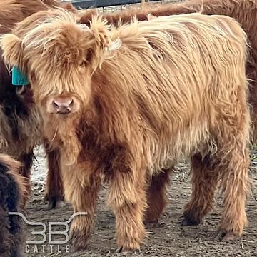 MINIATURE HIGHLAND HEIFER FOR SALE