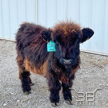 MINIATURE HIGHLAND HEIFER FOR SALE