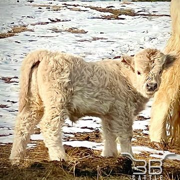 Silver Miniature highland bullcalf 