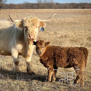 MINIATURE HIGHLAND HEIFER FOR SALE