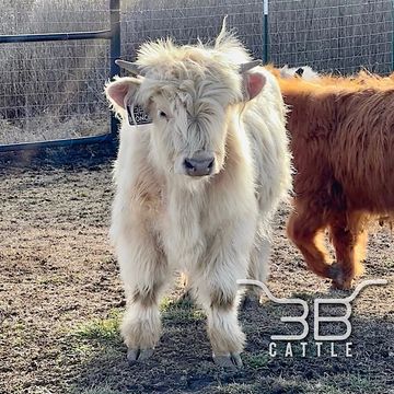 Miniature silver highland bull for sale 