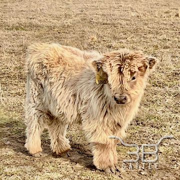 miniature scottish highland bull calf Out of OHNO