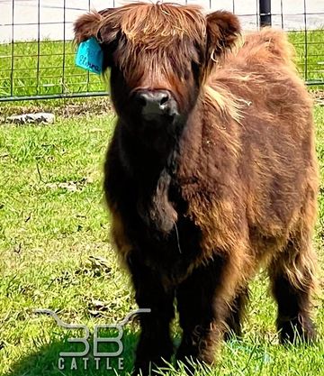 mini cow for sale 