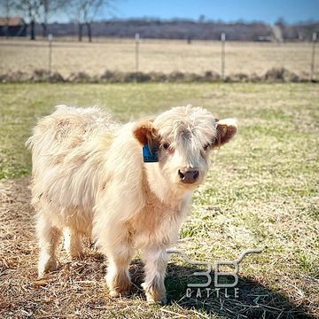Micro miniature cattle breeder