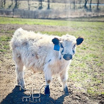 micro mini hairy bull for sale