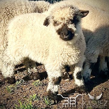 Valais blacknose sheep for sale - Bixby, Oklahoma - breeder