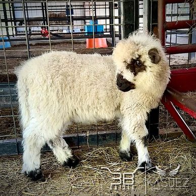Valais Blacknose Sheep Lamb Available
