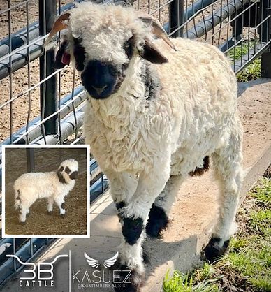 Valais Blacknose Sheep 