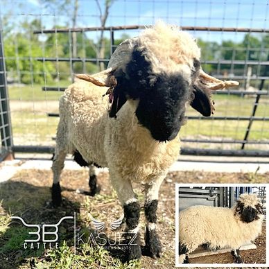 Pure valais Blacknose ram for sale 