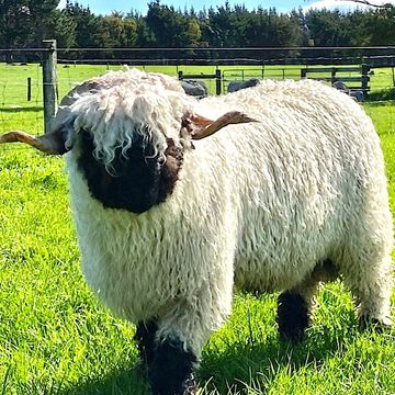 Pure Valais Blacknose Sheep Pure semen straws for sale