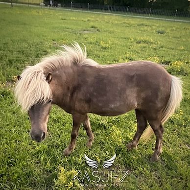 Double Registered Miniature Appaloosa Horse silver dapple