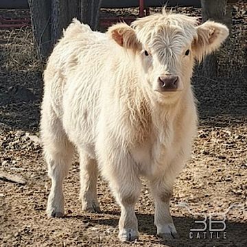 Mini chondro positive highland bull calf - fluffy mini cow for sale in Oklahoma - 3B Cattle