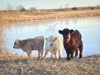Micro-miniature fluffy cow breeder - 3B Cattle - Oklahoma