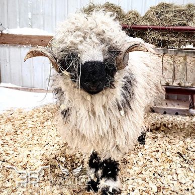 Valais Blacknose Sheep - Breeding Ram for sale - 3B Cattle - Oklahoma 