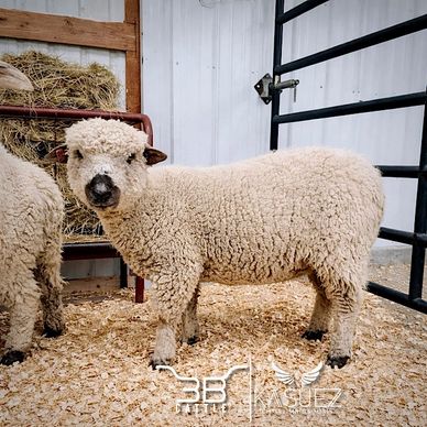 Valais Blacknose Sheep - Breeding Ram for sale - 3B Cattle - Oklahoma 