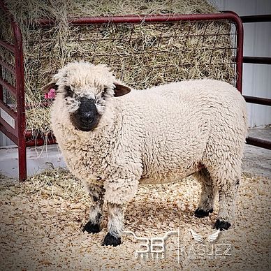 Valais Blacknose Sheep - Breeding Ram for sale - 3B Cattle - Oklahoma 
