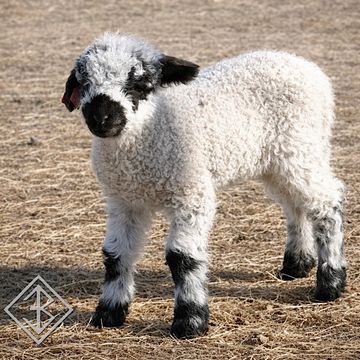 Valais blacknose sheep for sale - Bixby, Oklahoma - breeder