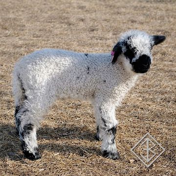 Valais blacknose sheep for sale - Bixby, Oklahoma - breeder