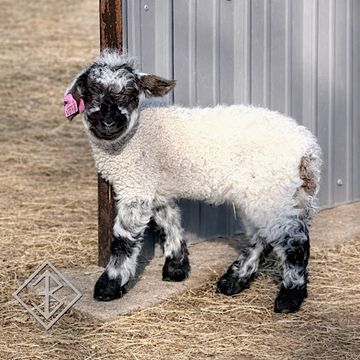 Valais blacknose sheep for sale - Bixby, Oklahoma - breeder