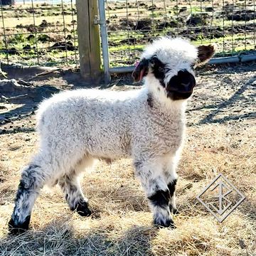 Valais blacknose sheep for sale - Bixby, Oklahoma - breeder