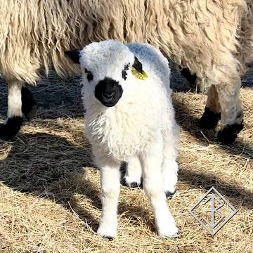 Valais blacknose sheep for sale - Bixby, Oklahoma - breeder