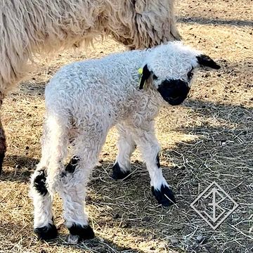 Valais blacknose sheep for sale - Bixby, Oklahoma - breeder