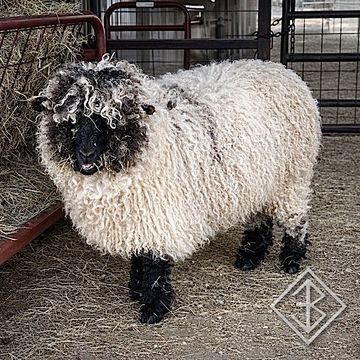 Valais blacknose sheep for sale - Bixby, Oklahoma - breeder