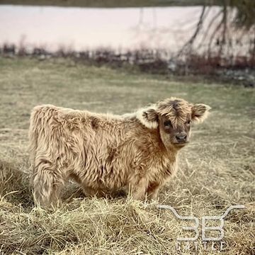 micro mini highland bull for sale