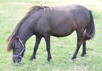 registered miniature horse