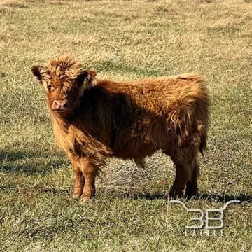 Mini Highland bull calf 3B Shorty - chondro positive - fluffy miniature bull for sale in Oklahoma - 