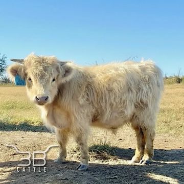 Micro Mini Highland silver bull 3B Bolt- fluffy miniature bull for sale in Oklahoma 