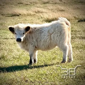 Mini highpark heifer calf 3B Skylar - fluffy mini cow for sale in Oklahoma - 3B Cattle