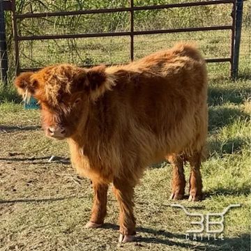 Mini highland heifer calf Mona - fluffy mini cow for sale in Oklahoma - 3B Cattle