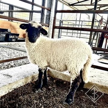 Valais blacknose sheep for sale - Bixby, Oklahoma - breeder