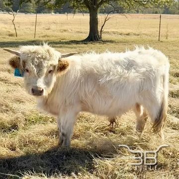 Mini Highland bull 3B Stuie- fluffy miniature bull for sale in Oklahoma - 3B Cattle