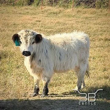 Mini highpark heifer calf Fawna - fluffy mini cow for sale in Oklahoma - 3B Cattle