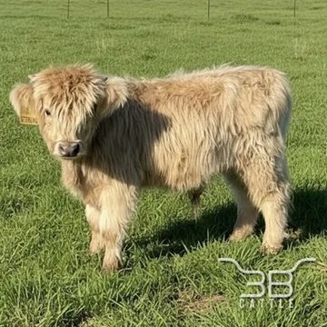 Mini Highland silver bull 3B Sterling- fluffy miniature bull for sale in Oklahoma 