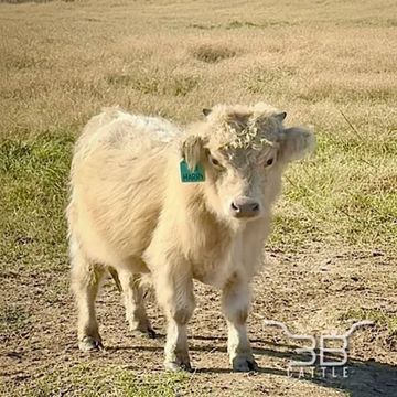 Mini Highland silver bull 3B Shorty - chondro positive - fluffy miniature bull for sale in Oklahoma 