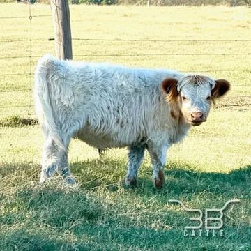 Mini HighPark bull calf 3B Junior - fluffy miniature bull for sale in Oklahoma - 3B Cattle