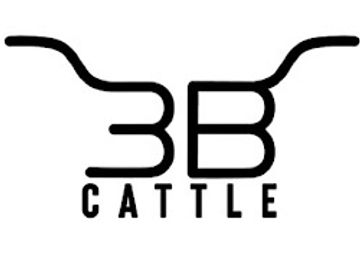 3BCattle mini cows for sale 