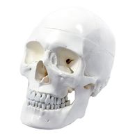 Anatomical skull for sculpting the head, sculpting tool, best sculpting tools, sculpting skull