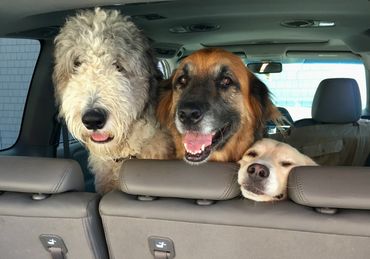 Three dogs of descending height look out the back of a car, smiling