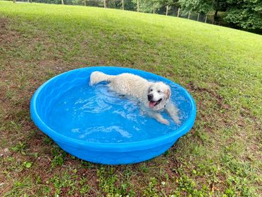 Smiling dog lays in plastic mini pool full of water