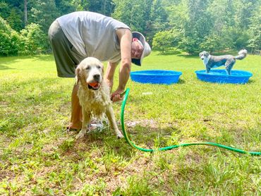 Man washing dog with a hose with another dog in a mini pool in background. 