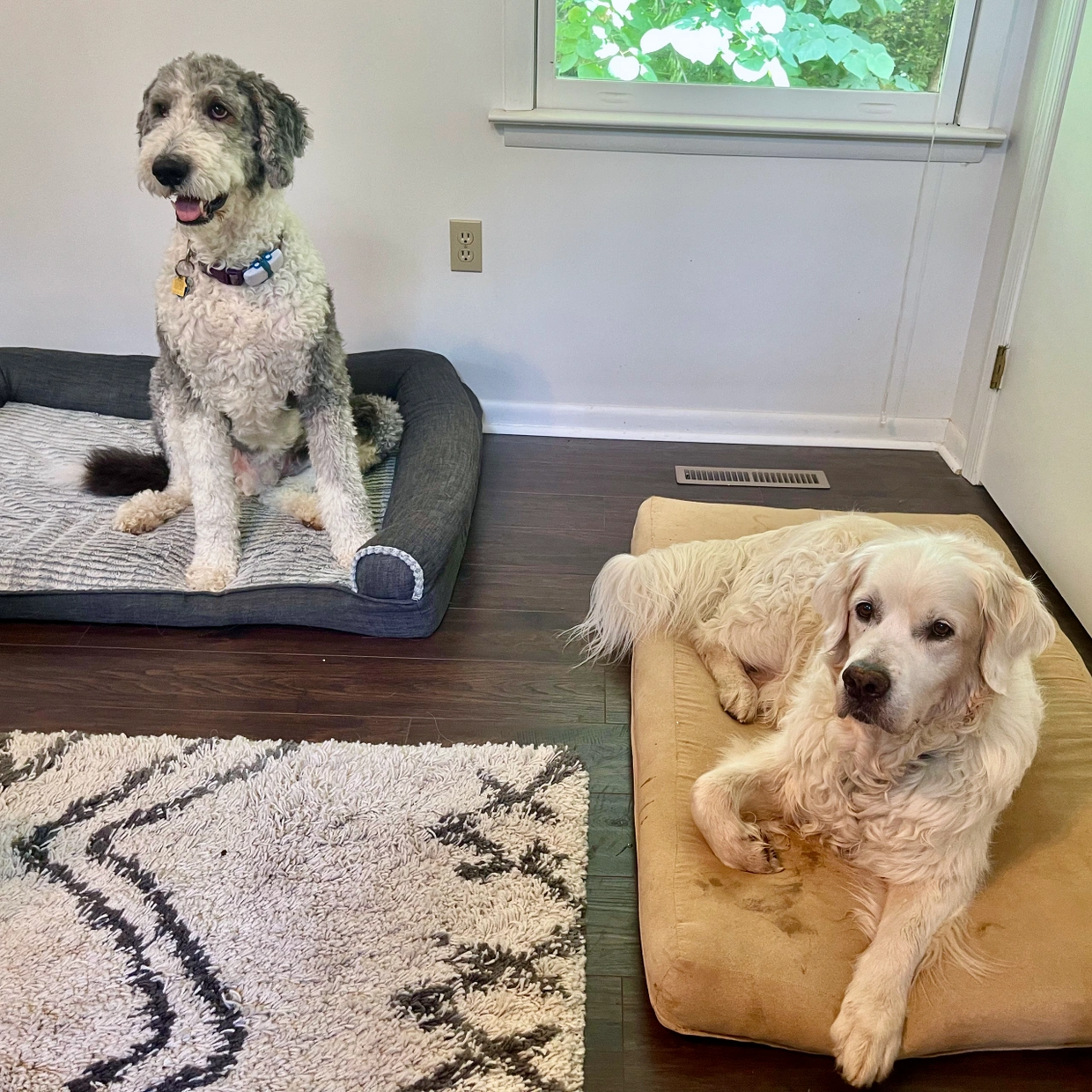 Two dogs on dog beds inside a house during dog boarding