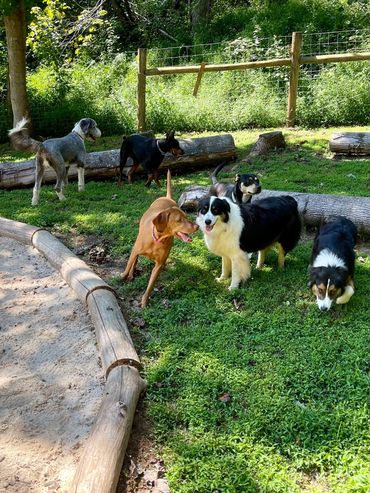 Six dogs play amongst sand, logs and grass