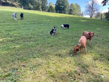 Six dogs sit in a meadow in pairs